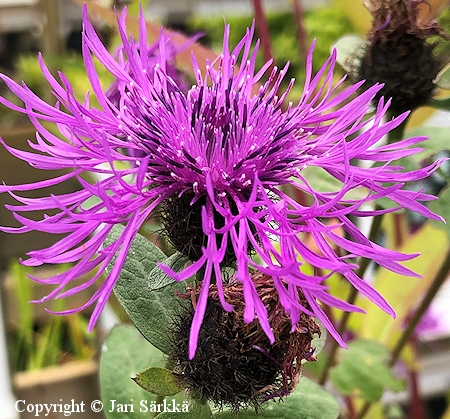 Centaurea phrygia